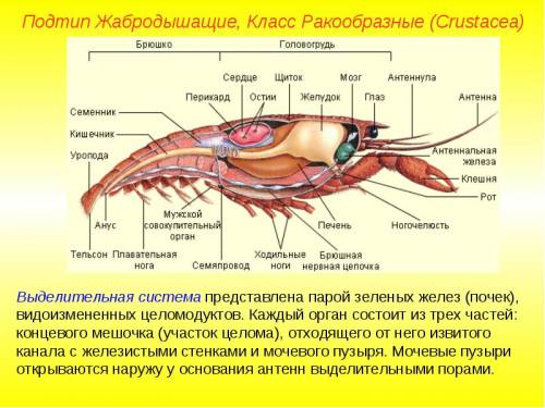 Какова выделительная система ракообразных?