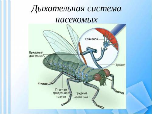 Орган дыхания 8 букв четвертая х ,что это? заранее