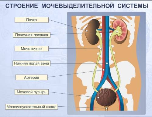 Как взаимосвязаны строение и функция системы мочевыделения?