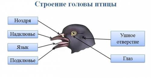 Рассмотрите голову птицы.какие органы располагаются на ней?