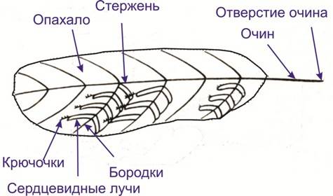 Как выглядит пуховое перо название его частей