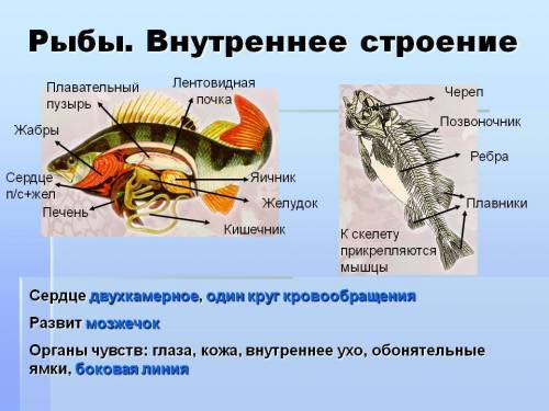 Лабораторная работа по биологии 7 7 класс внутреннее строение рыб