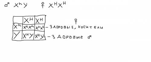 Перепончатопалость передается через y-хромосому. определить возможные фенотипы и генотипы детей от б