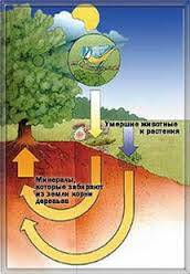 Постройте схему круговорот веществ в природе,чтобы там присутствовала некрупная птица например синиц