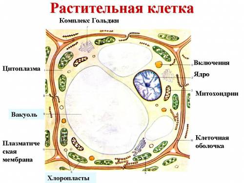 Пузырь из мембраны наполненный клеточным соком, занимающий большую часть взрослой клетки, что это