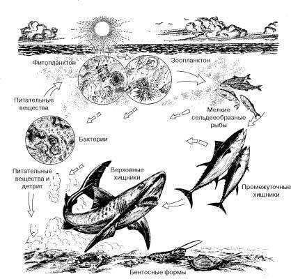 Запиши две-три цепочки питания , одним из звеньев которых будет акула