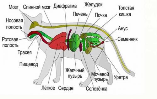 Как устроена кошка? у меня вопрос напишите ответ