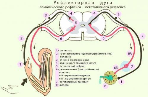 1.по каким принципам классифицируют отделы нервной системы? 2.какими отделами образована центральная