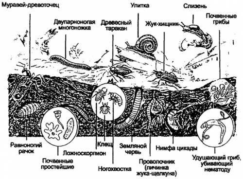 Какая пищевая цепочка может быть в почвенной среде ? (приме,схема)