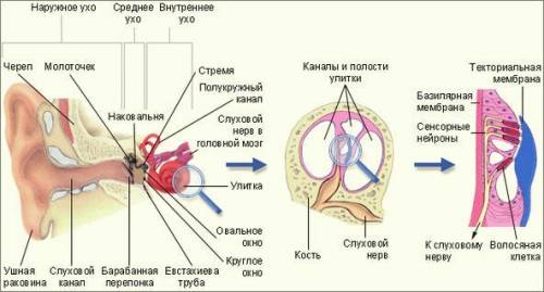 Как звуковые колебания превращаются в механические колебания, доступные для слуховых рецепторов