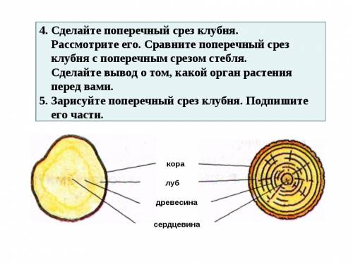 1. рассмотрите клубень картофеля. найдите основание и верхушку 2. рассмотрите глазки. каково их расп