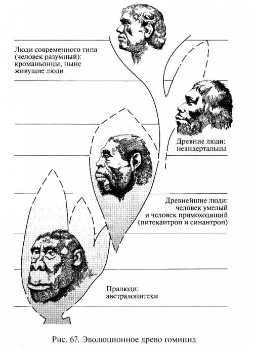 Много ) 1) на раннем этапе антропогенеза выделяют следующие типы человекоподобных обезьян: а) дриопи