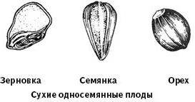 1. из чего формируются плоды? 2. сочный плод с мякотью и большим количеством семян. 3. плоды у ячмен