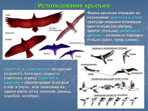 Особенности полета птиц.с чем эти особенности могут быть связаны(форма и размеры крыльев,хвоста).