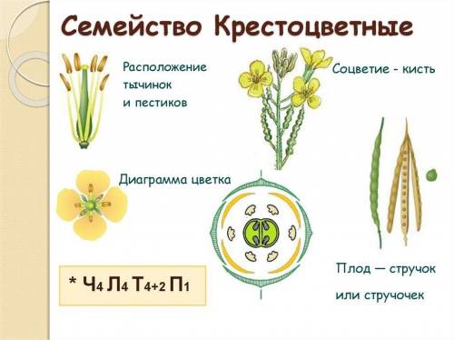 Общие признаки растений семейства крестоцветных