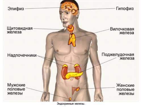 Всостав какой системы входит железы внутренний секреции