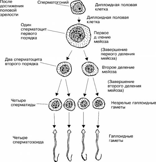 ответить по биологии на билет , вопрос точнее рассказать про развитие половых клеток гаметогенез.