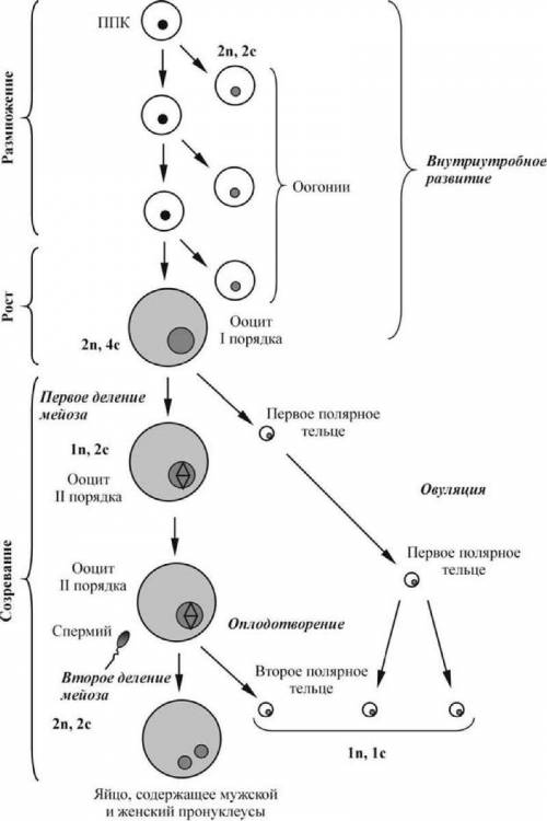 ответить по биологии на билет , вопрос точнее рассказать про развитие половых клеток гаметогенез.
