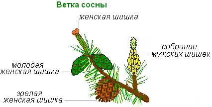 На ветках сосны найти мужские и женские шишки , выявить их роль в жизни растений