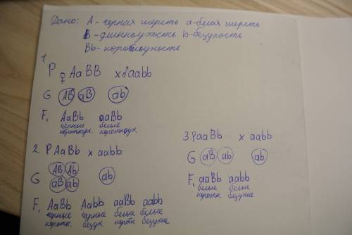 При скрещивании овцы с черной шерстью(a), длинноухой и барана с белой шерстью, безухого(b) получилис