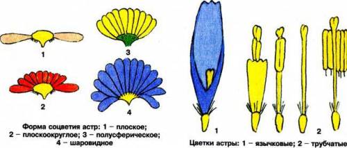 Опишите особенности внешнего строения цветов астры.