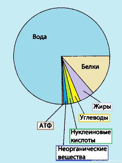 Белки составляют большую часть веществ в клетке?