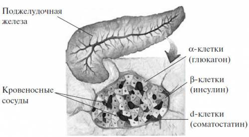 Вклетках поджелудочной железы содержатся