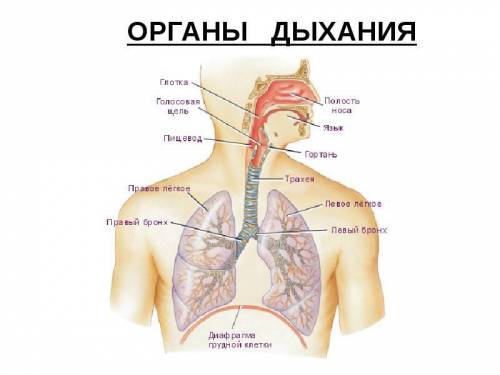 Как выглядит дыхательная система у пришлите зарание *-* : 3