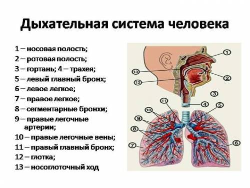 Как выглядит дыхательная система у пришлите зарание *-* : 3