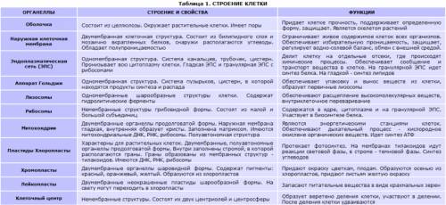 Таблица по биологии 8 класс органоиды клетки особенности строения и их функции нужно зарание