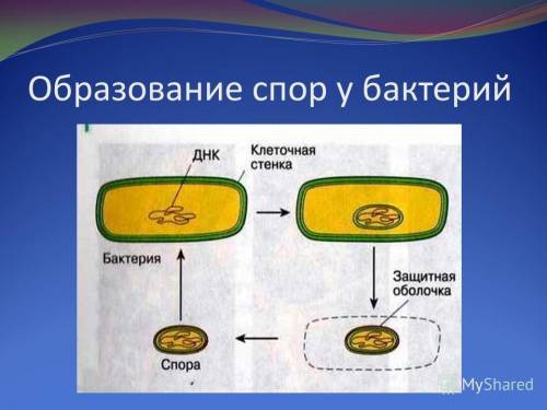 Признаки отличающие спору от свободной бактерии