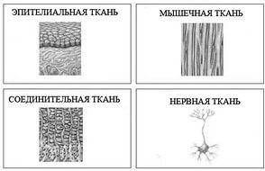 Рисунки столбчатой , губчатой , покровной , нервной , мышечной тканей