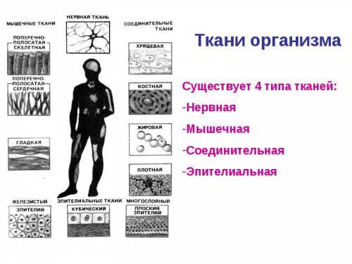 Рисунки столбчатой , губчатой , покровной , нервной , мышечной тканей