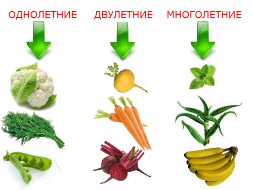 Классификация растений по продолжительности жизни схема