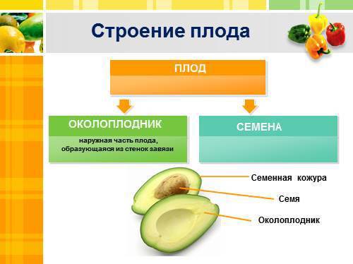 Околопрудник у плодов цветовых растений образуется из