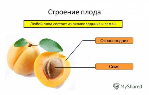 Околопрудник у плодов цветовых растений образуется из