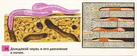 Мини проект на тему профессия дождевого червя