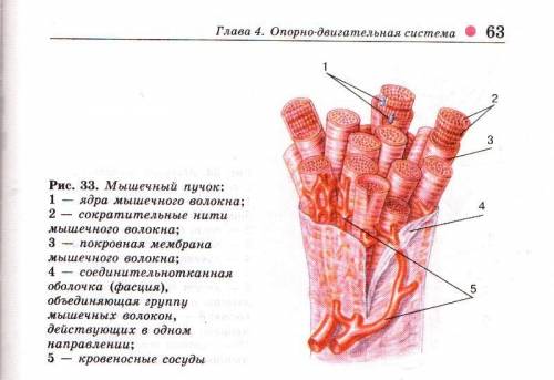 Какая ткань составляет у человека основу мышц конечностей