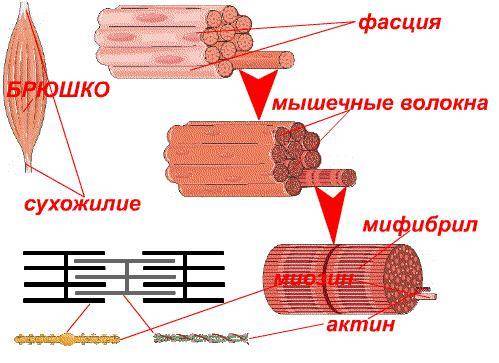 Какая ткань составляет у человека основу мышц конечностей