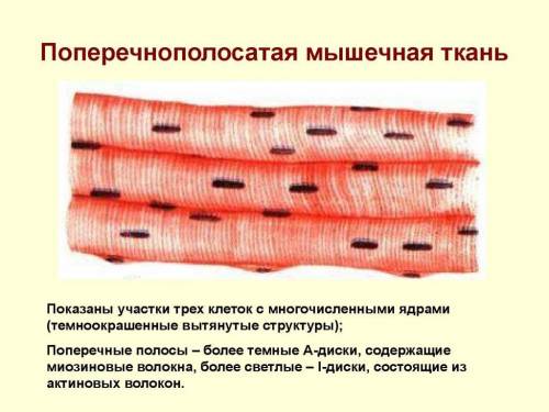 Какая ткань составляет у человека основу мышц конечностей