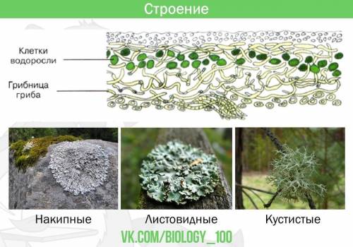 Какие факторы среды ограничивают распространение лишайники?