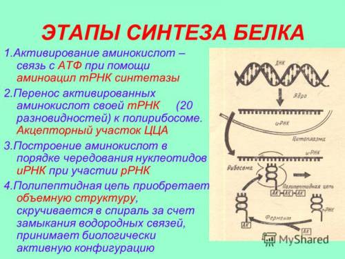 Дайте характеристику основным этапам синтеза белка.