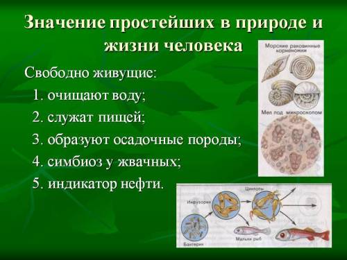 Раскройте роль одноклеточных животных в природе и жизни человека? нужно