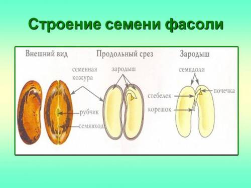 Практическая работа фасоль биология 6 класса