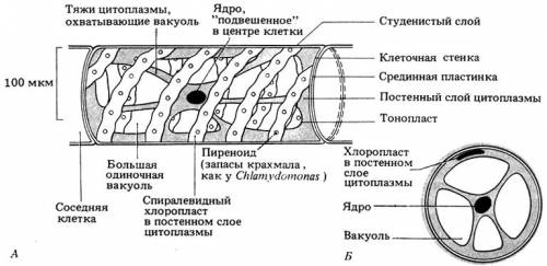 Из каких частей состоит клетка спирогиры из каких частей состоит клетка спирогиры