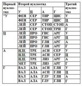 Провести биосинтез белка, если одна из нитей днк т-ц-а-т-а-т-ц-а-ц-т-ц-а-г-а-а.