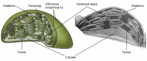 Пластиды : хлоропласты, лейкопласты, хромопласты нужно про них : особенности строения и функции