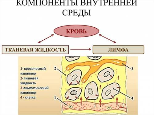 1) каков состав внутренней среды ? в чем её значение для организма? 2) каковы строение и функции эри