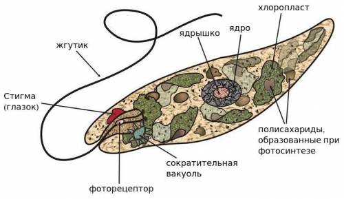 Какие структуры клетки ее движению ?