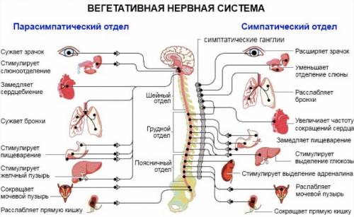 Расскажите самое основное по нервной системе(кратко)